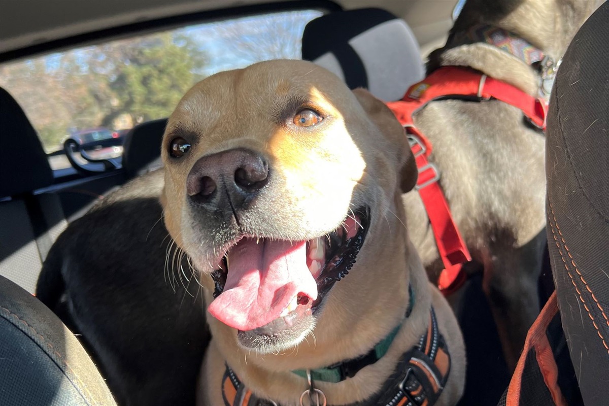 Animal Control reminds pet owners of the dangers of hot cars – City of ...