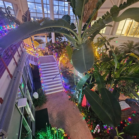 conservatory of lights 2.jpg