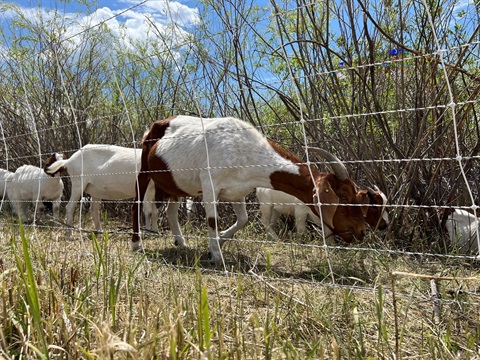 Goat 4.jpg