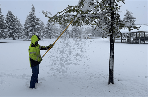 A Forestry worker removes snow from trees.