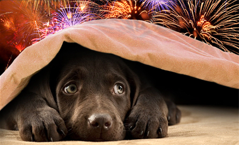 Animals and fireworks