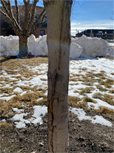 A tree exhibiting frost cracking.