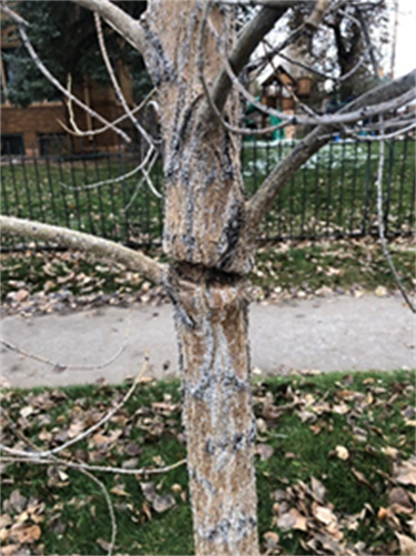 An image of a girdled tree.