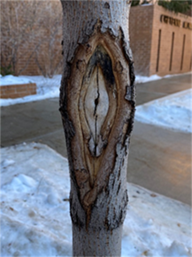 A tree exhibiting sunscald.