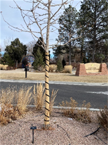 A properly wrapped young tree for winter.