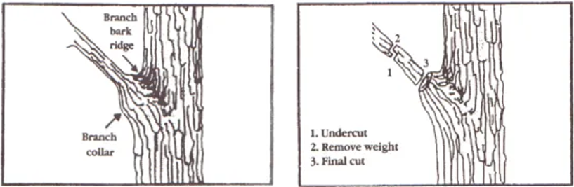 A diagram showing a proper pruning cut.
